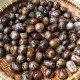 රබර් ඇට RUBBER SEEDS - 10 seeds