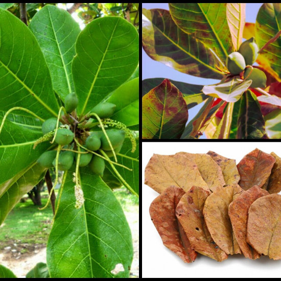 Organic Natural Kottan,Kottamba/Terminalia Catappa Dried Leaves 10 pcs Sri  Lanka